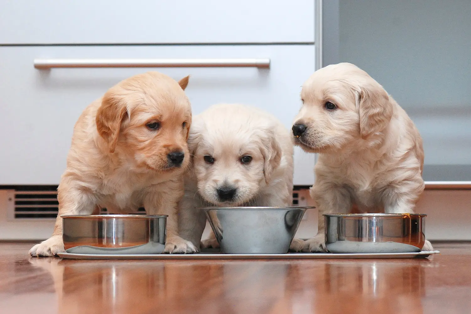 Best canadian puppy food sale